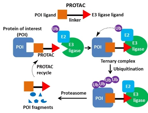 Introduction to PROTAC